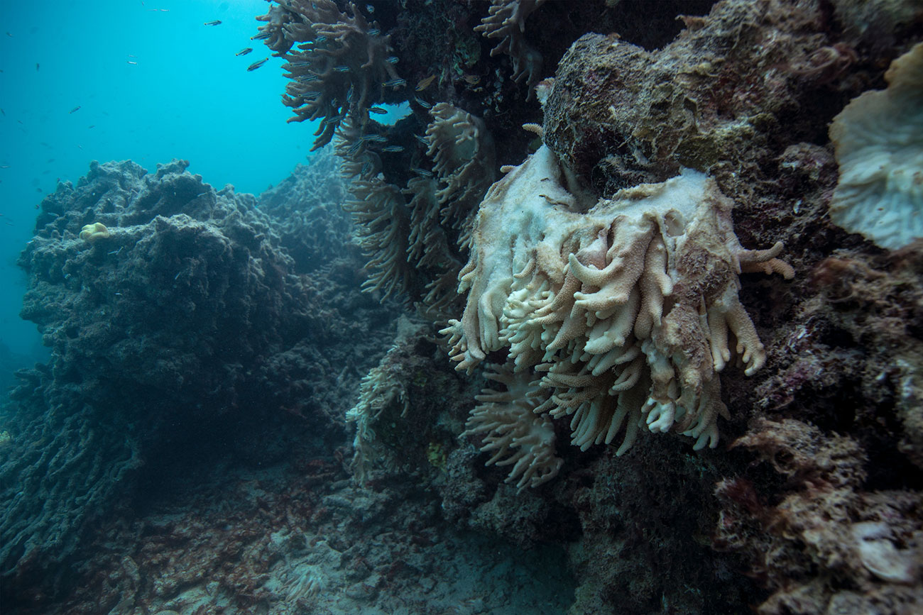 Dead and dying coral at Lizard Island on Great Barrier Reef. Photograph: The Ocean Agency