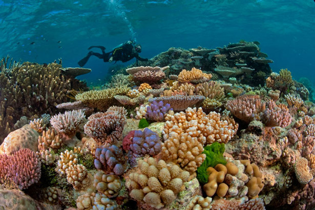 Diver among the corals, National Geographic. Photograph: David Doubilet