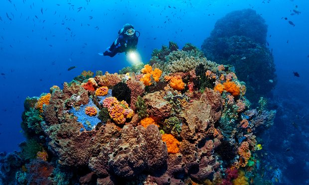 Healthy coral near Cairns. Photograph: Alamy