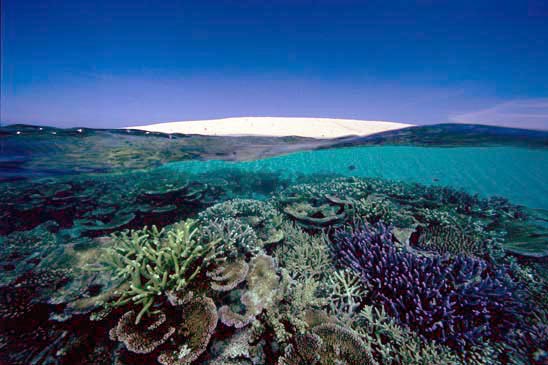 Sand and Cay Coral, Great Barrier Reef. Photograph: David Doubilet