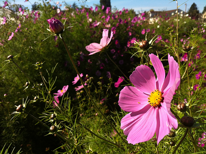 Field of cosmos from Washington flower farm