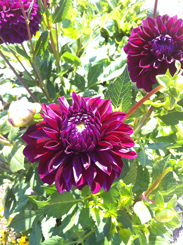 Beautiful dahlias from local nursery