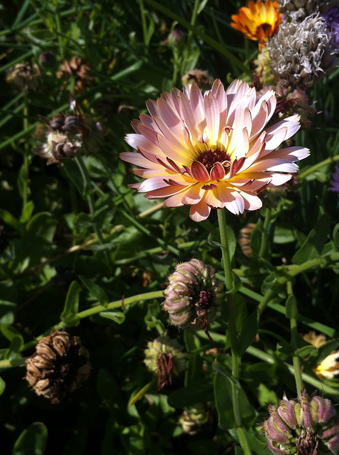 Daisies?