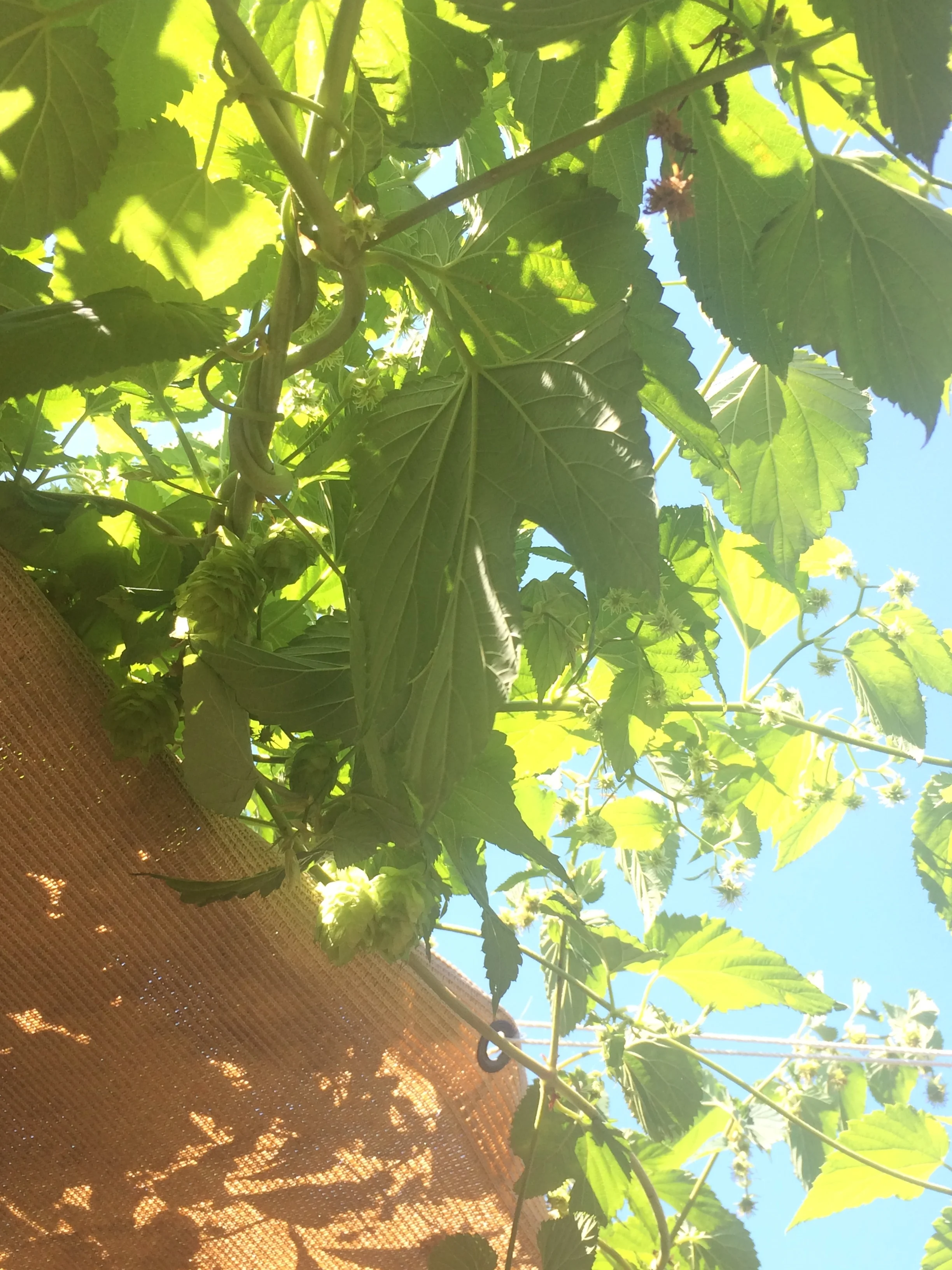 20150814_185607721_iOS.jpg
