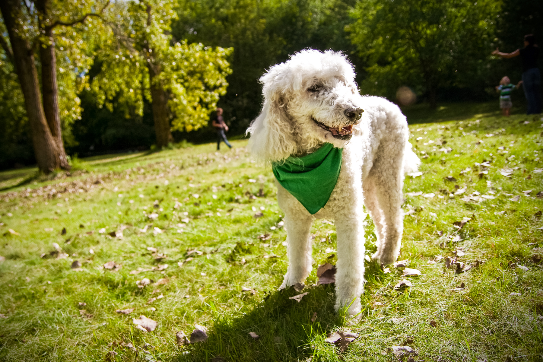 poodle.jpg