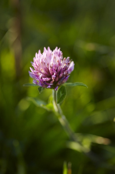 animal_farm_colin clark_clover.jpg