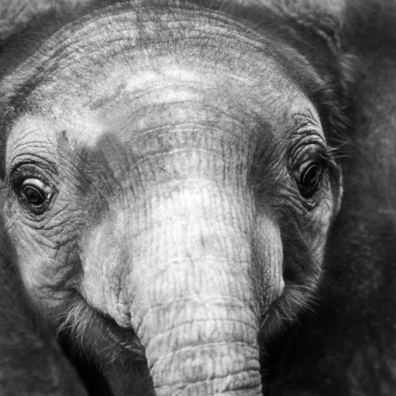 Elephant_face_THUMB.png