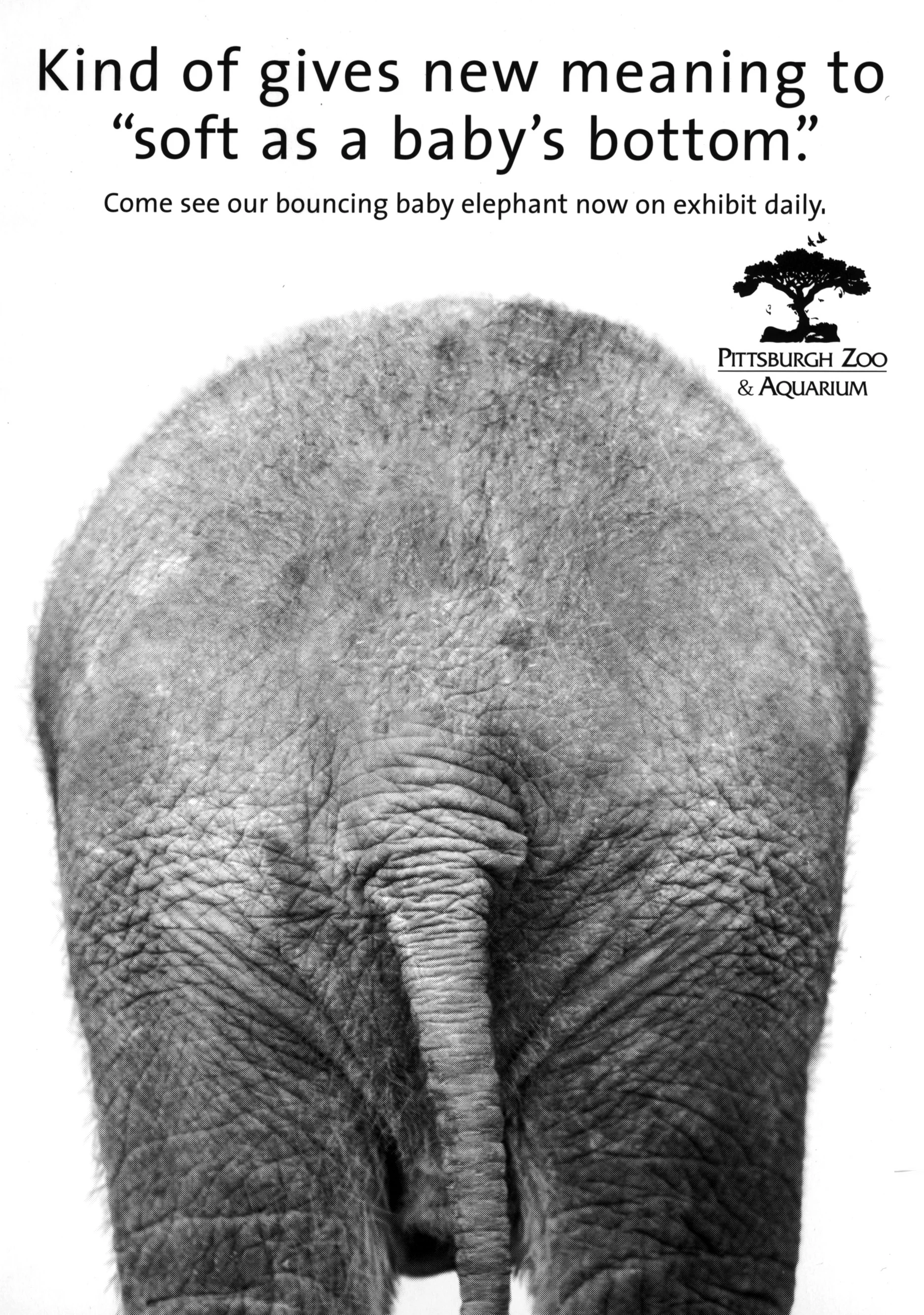 Elephant_butt.jpg