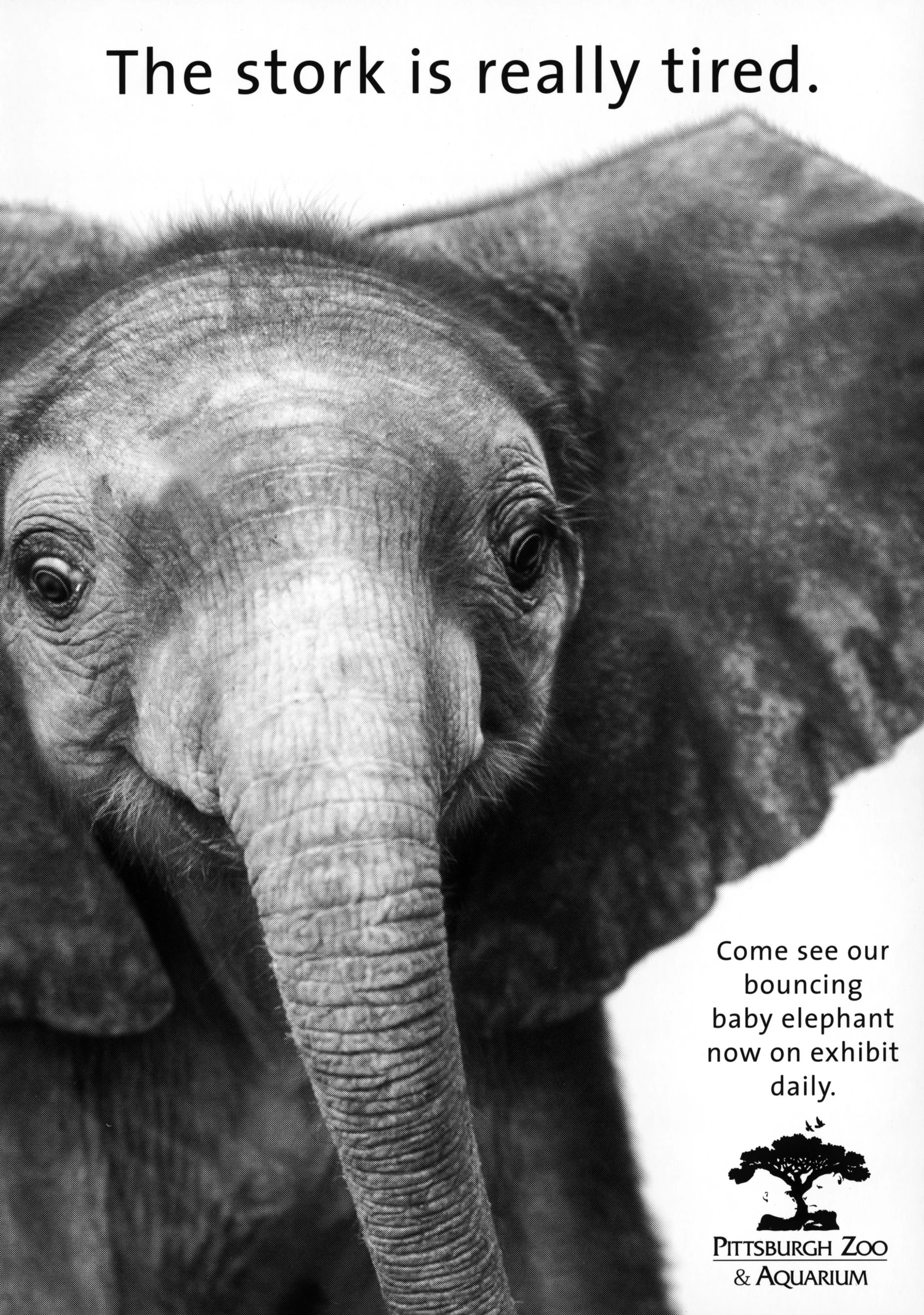 Elephant_face_THUMB.jpg