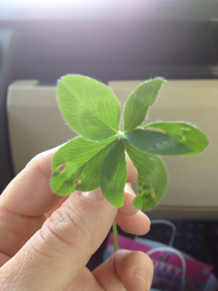 This one I found near a sidewalk where it just jumped out at me. Bam! It's a little beat up, but darn if it's not still a four-leaf clover. (Note the X-Acto knife scars on my thumb. Ahhhh, the perils of the ad biz. No one can say I don't bleed for my craft.)
