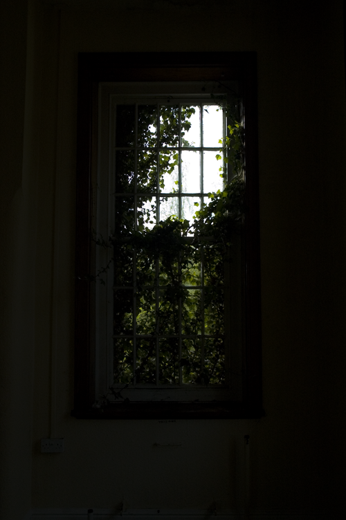 leafywindow.png