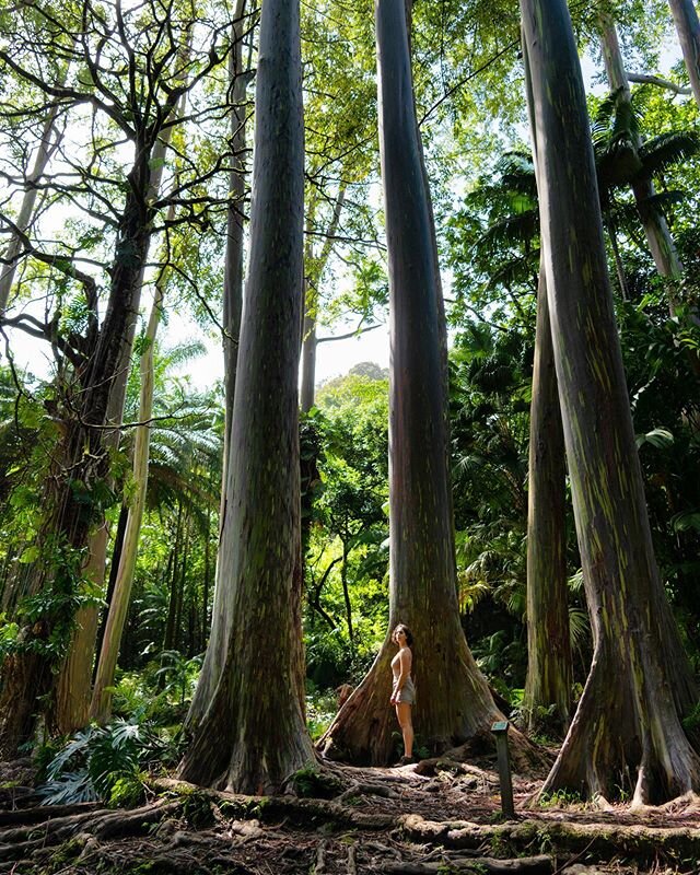 Of course Hawaii has rainbow trees. Yes they&rsquo;re real. Yes they&rsquo;re colorful. Yes they&rsquo;re trees. 🌈 🌲 .
.
.
.
.
.
.
#roadtohana #maui #hana #rainbow #🌈 #tree #tree
