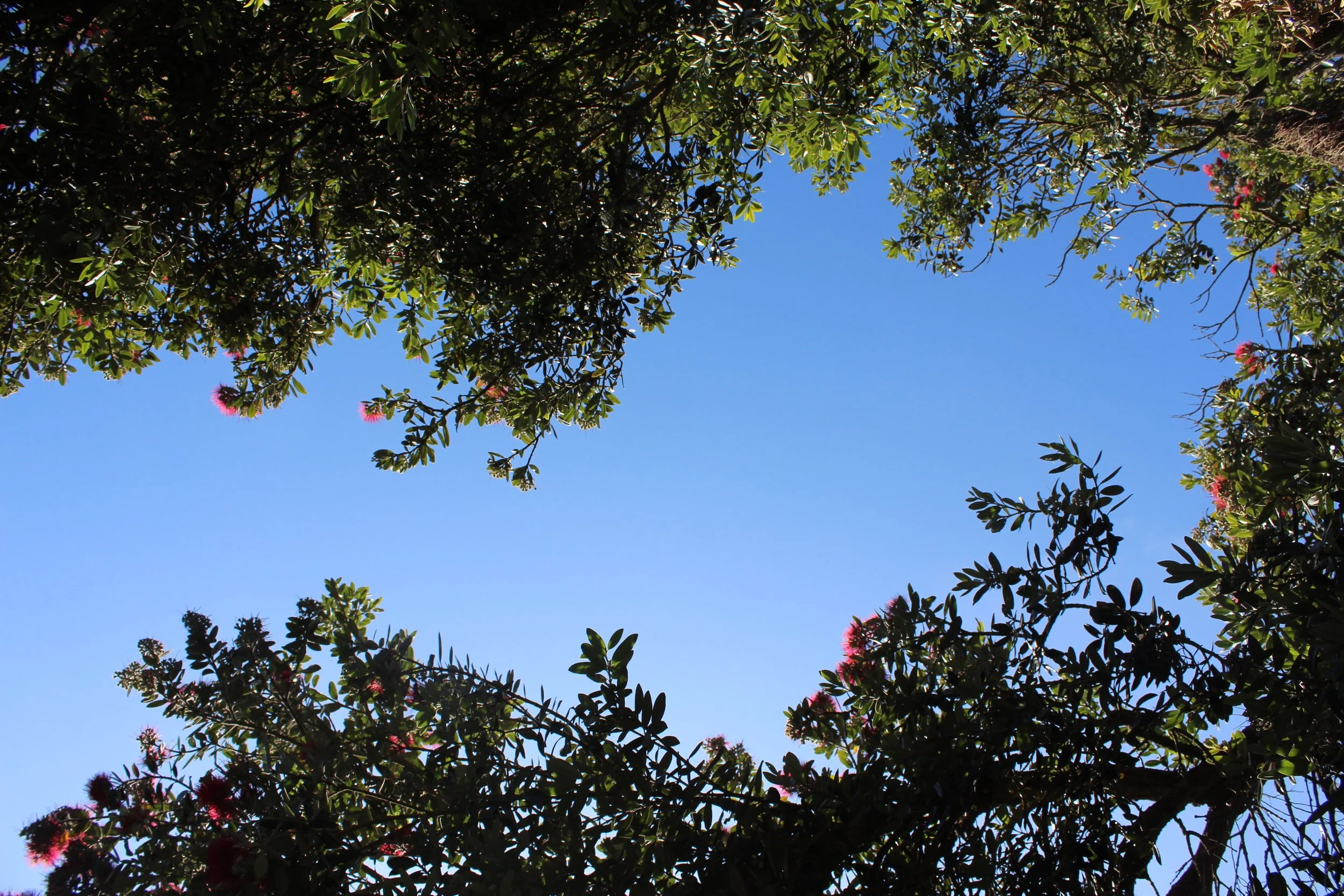 Shinrin-Yoku: The Japanese Practice of Forest Bathing