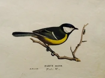 Wilhelm von Wright, Talitiainen, 1832