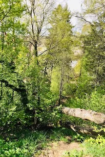 Lähimetsä3.jpeg