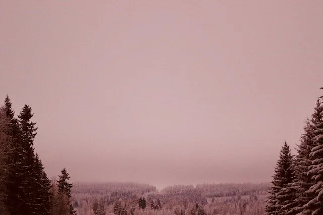 Metsä2.jpeg