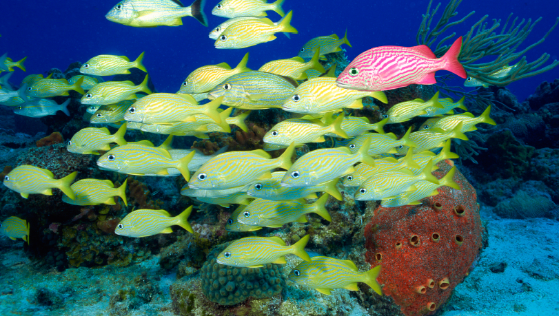 Screen shot 2017-09-25 at 10.49.49 PM.png