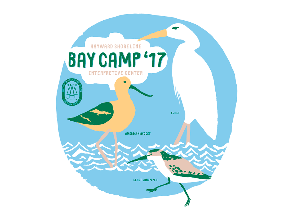 bay_camp_shorebirds.png