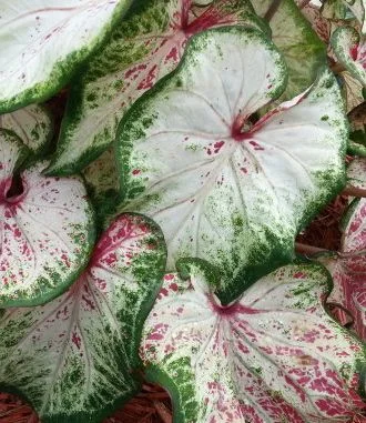 Quilt Bulls Eye Inspiration Coleus cropped.jpg