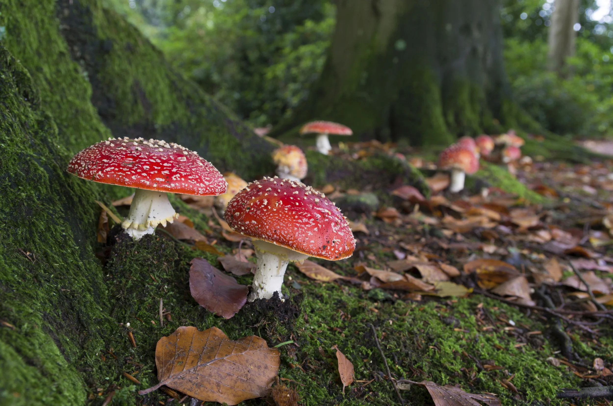 Photo by hansenn/iStock / Getty Images: &nbsp; Amanita&nbsp;muscaria&nbsp;