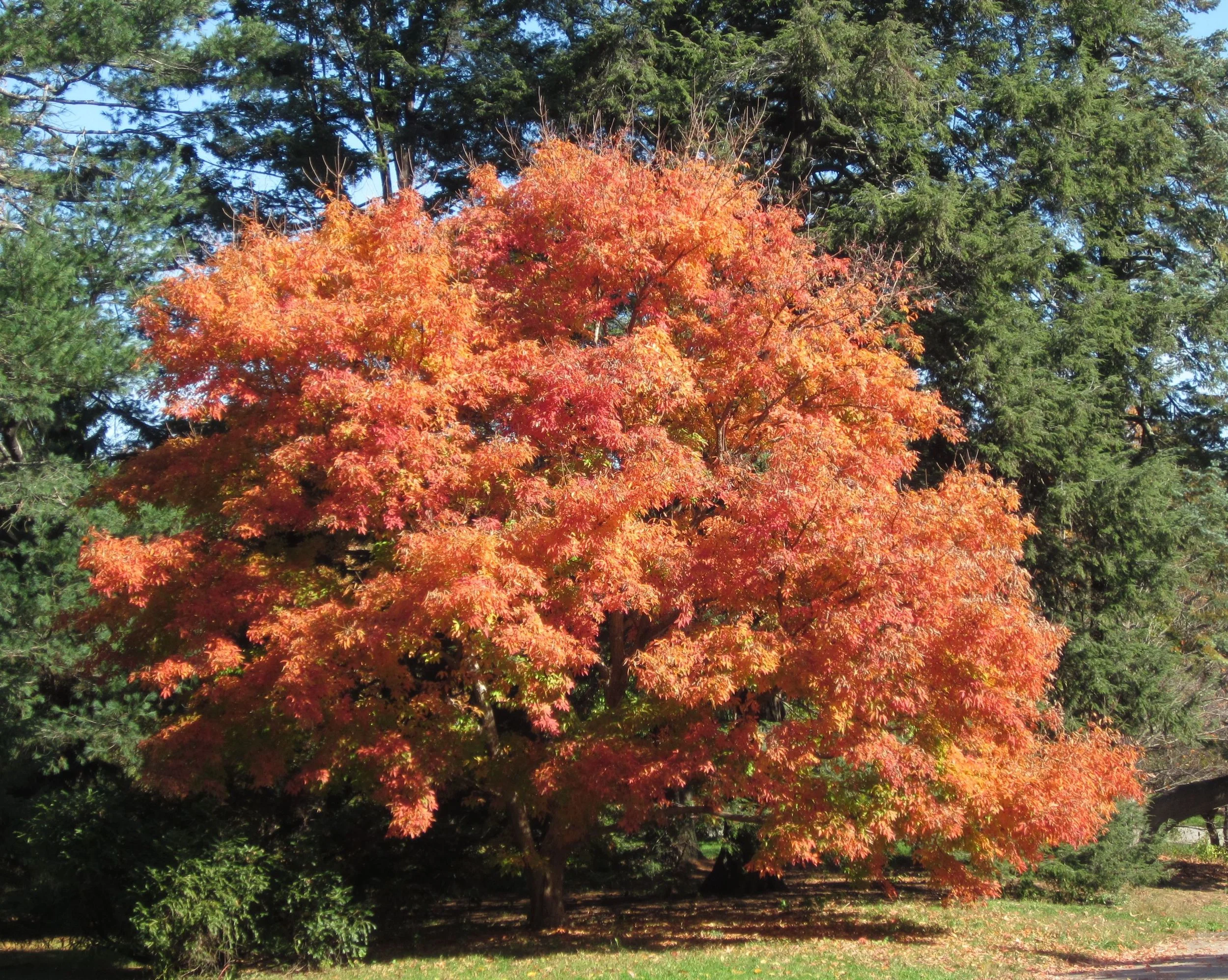 Harvard University's Arnold Arboretum, Jamaica Plain, MA