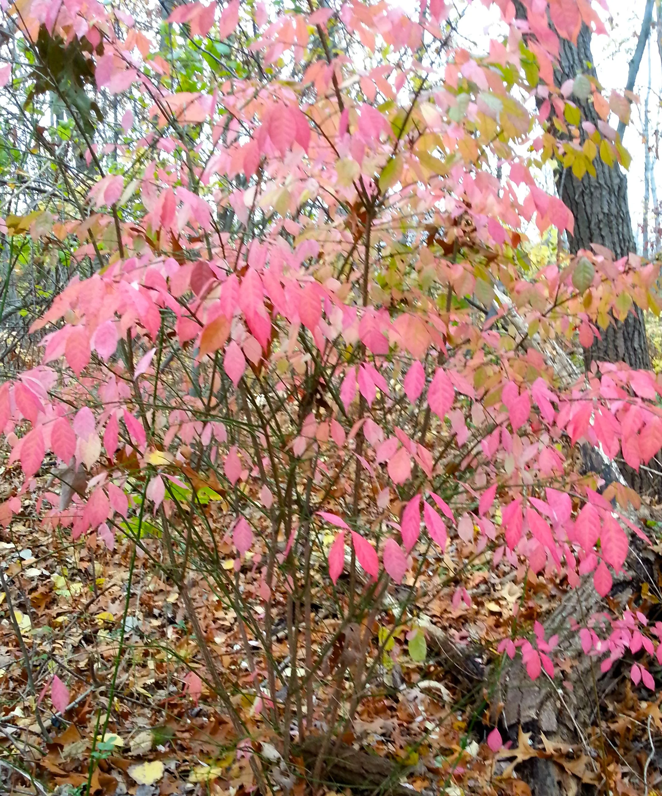 Sherrrin Woods Conservation Area, Hyde Park, MA
