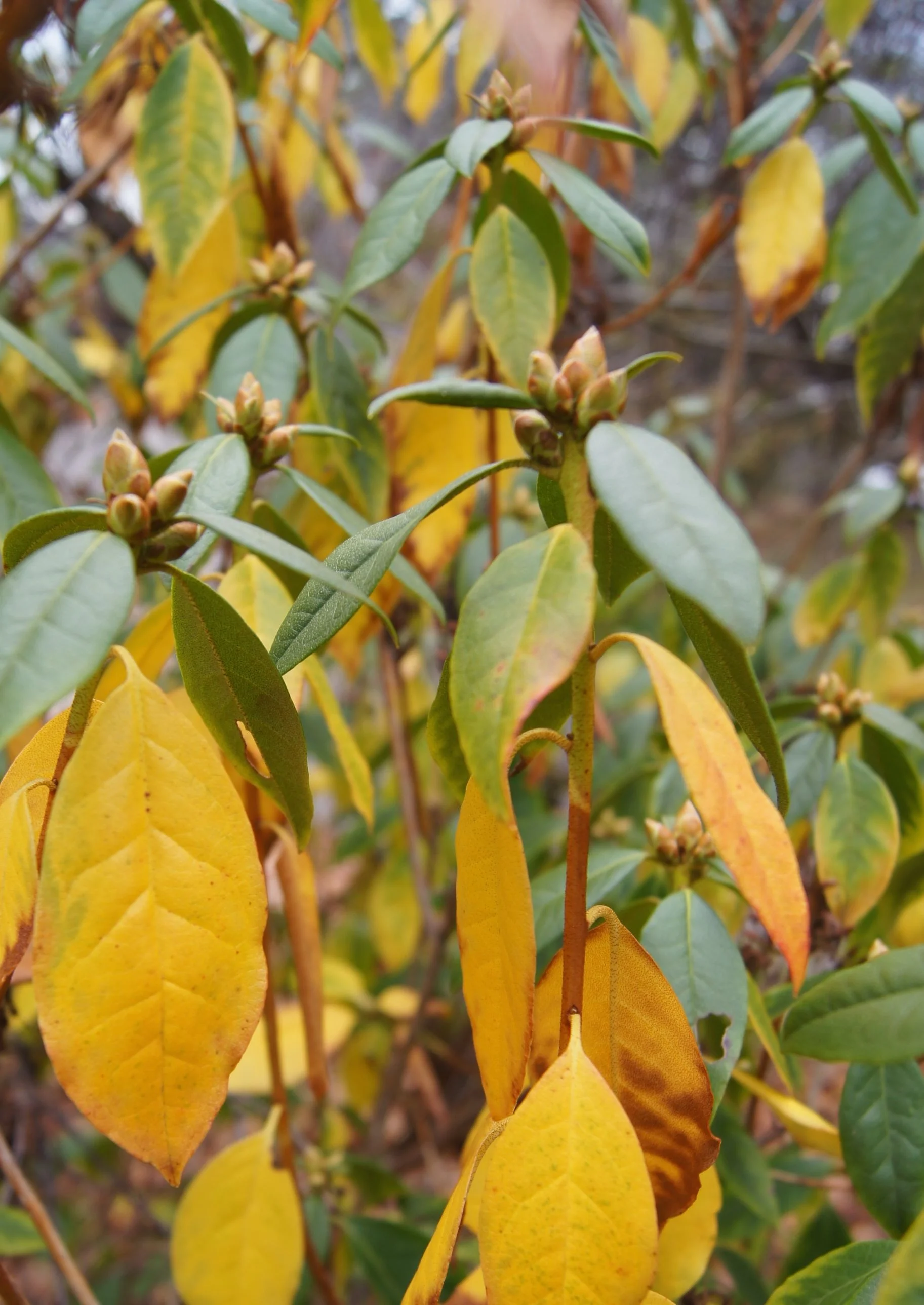 Buds, Rhododendron species, front yard