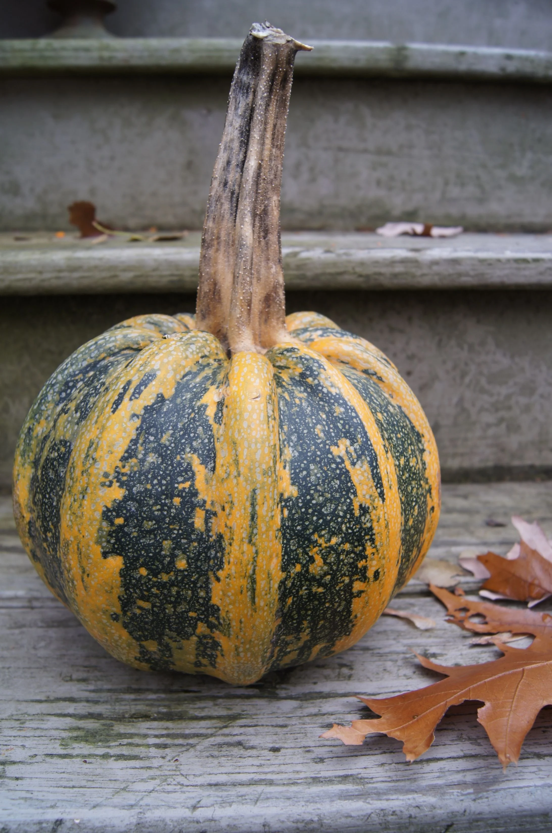Squash, on a neighbor's front steps