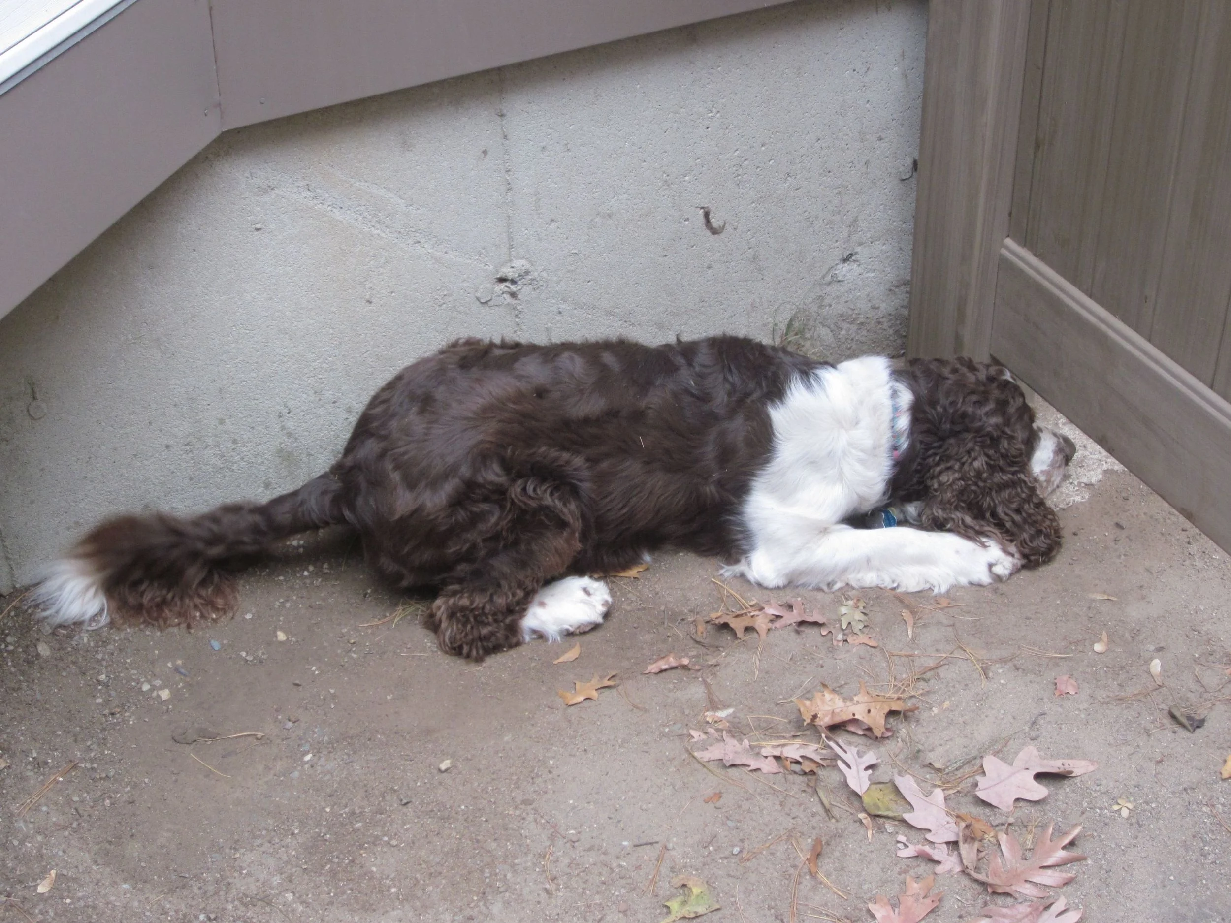 What is&nbsp;Taffy looking at?