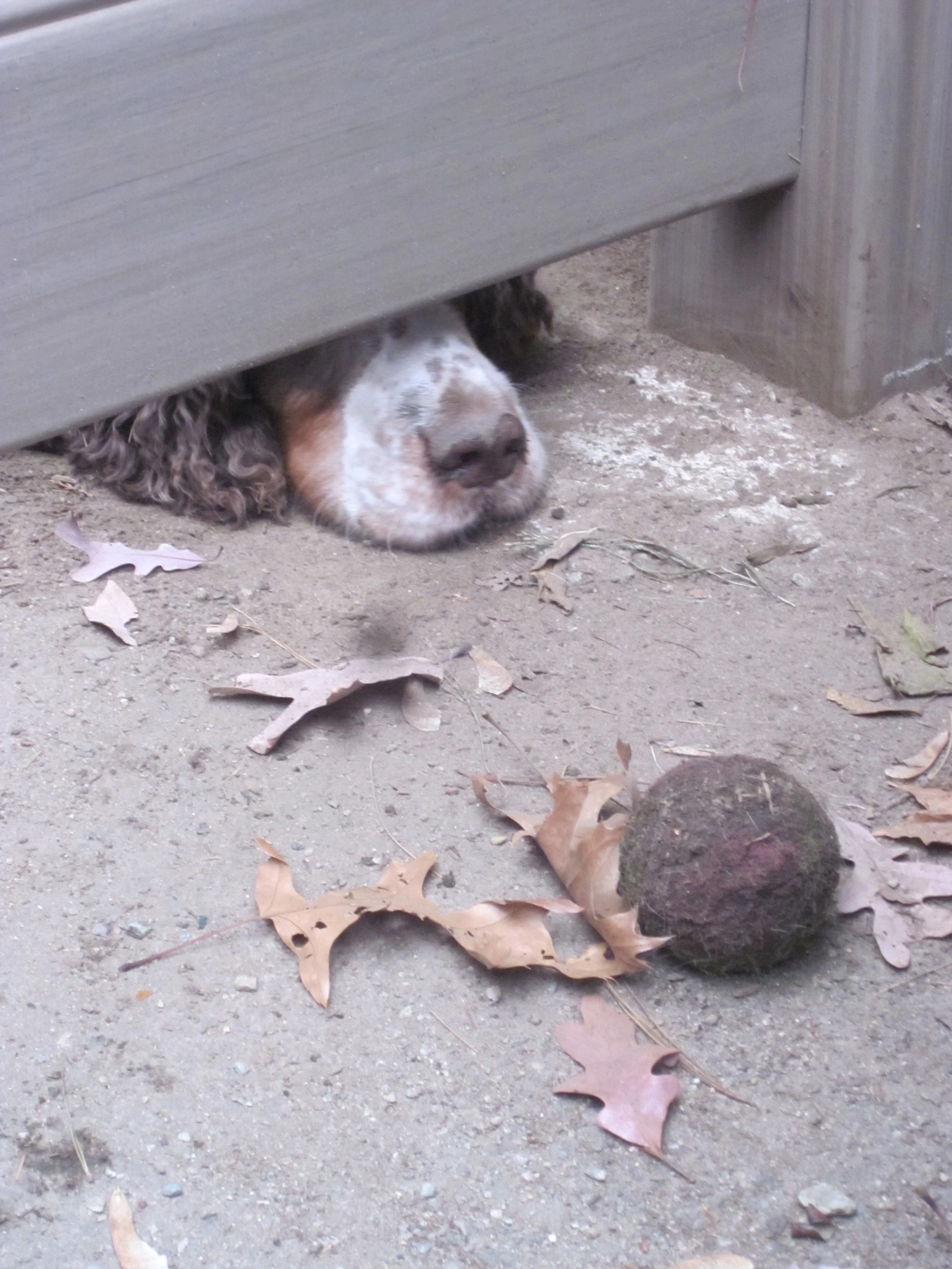 Her ball, outside the fence! &nbsp;(Done deliberately to get the person raking to come play with her)!