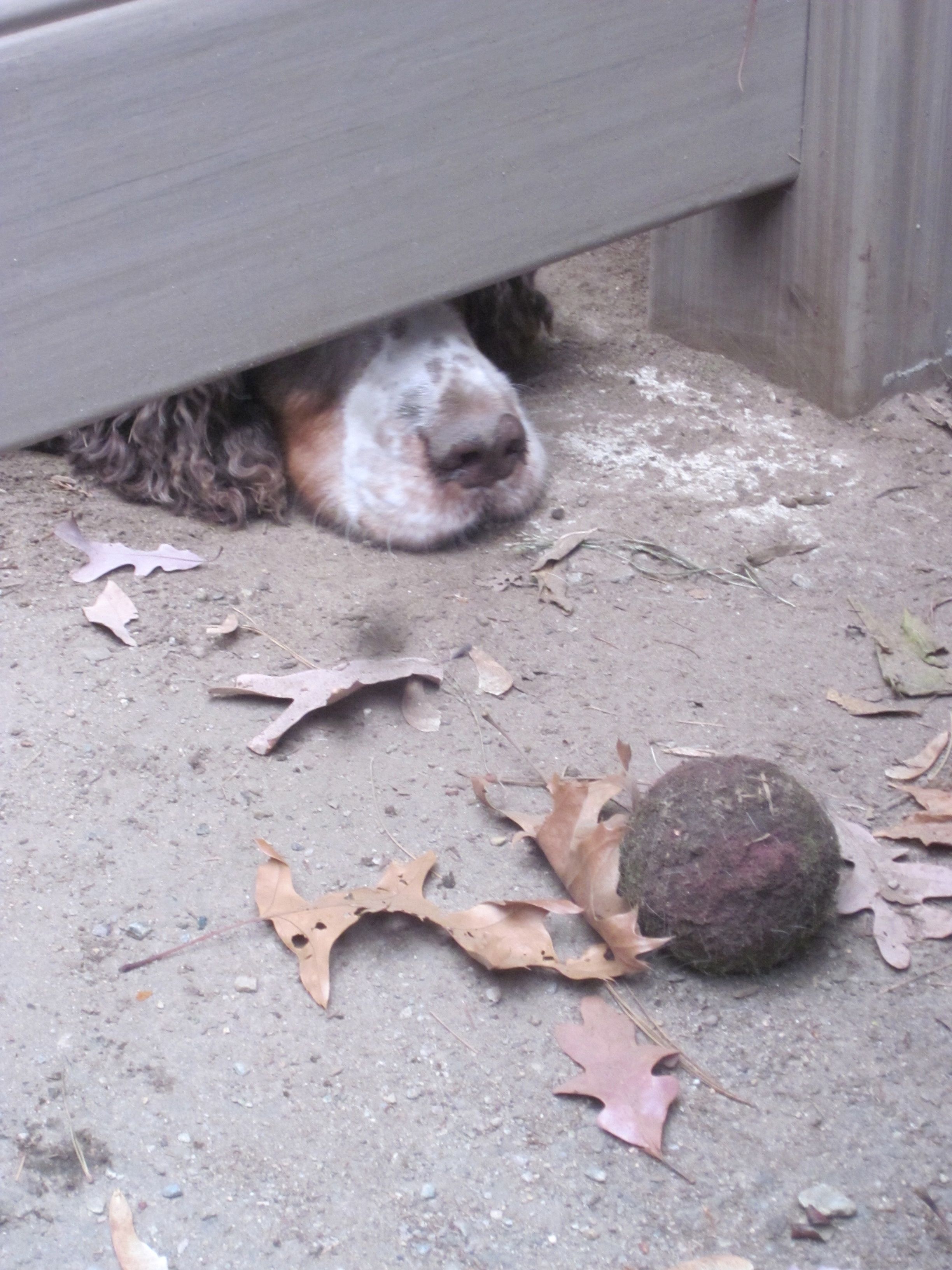 Her ball, outside the fence! (Done deliberately to get the person raking to come play with her)!