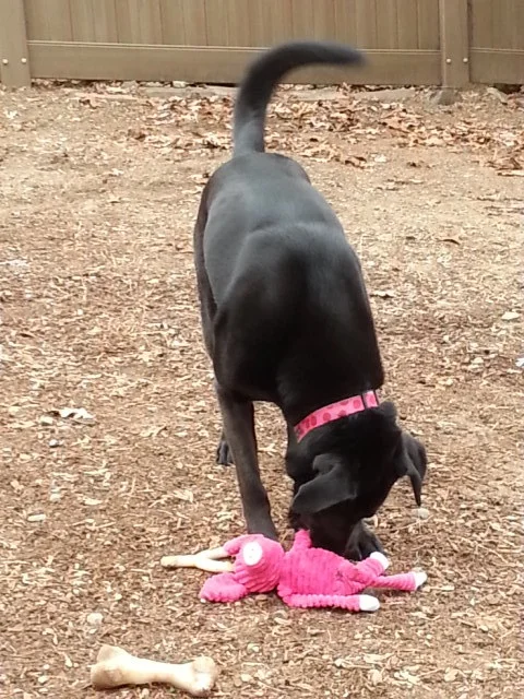 Hazel Pink Pig 1.jpg