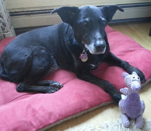 Maggie, my Organizing Assistant Dog. You can see by her intent look that she is keeping me on task!!