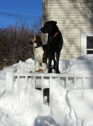 Taffy and Hazel on Snowy Deck.jpg