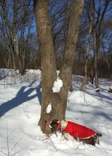 Tipper Finds a Woodland Creature's home.jpg