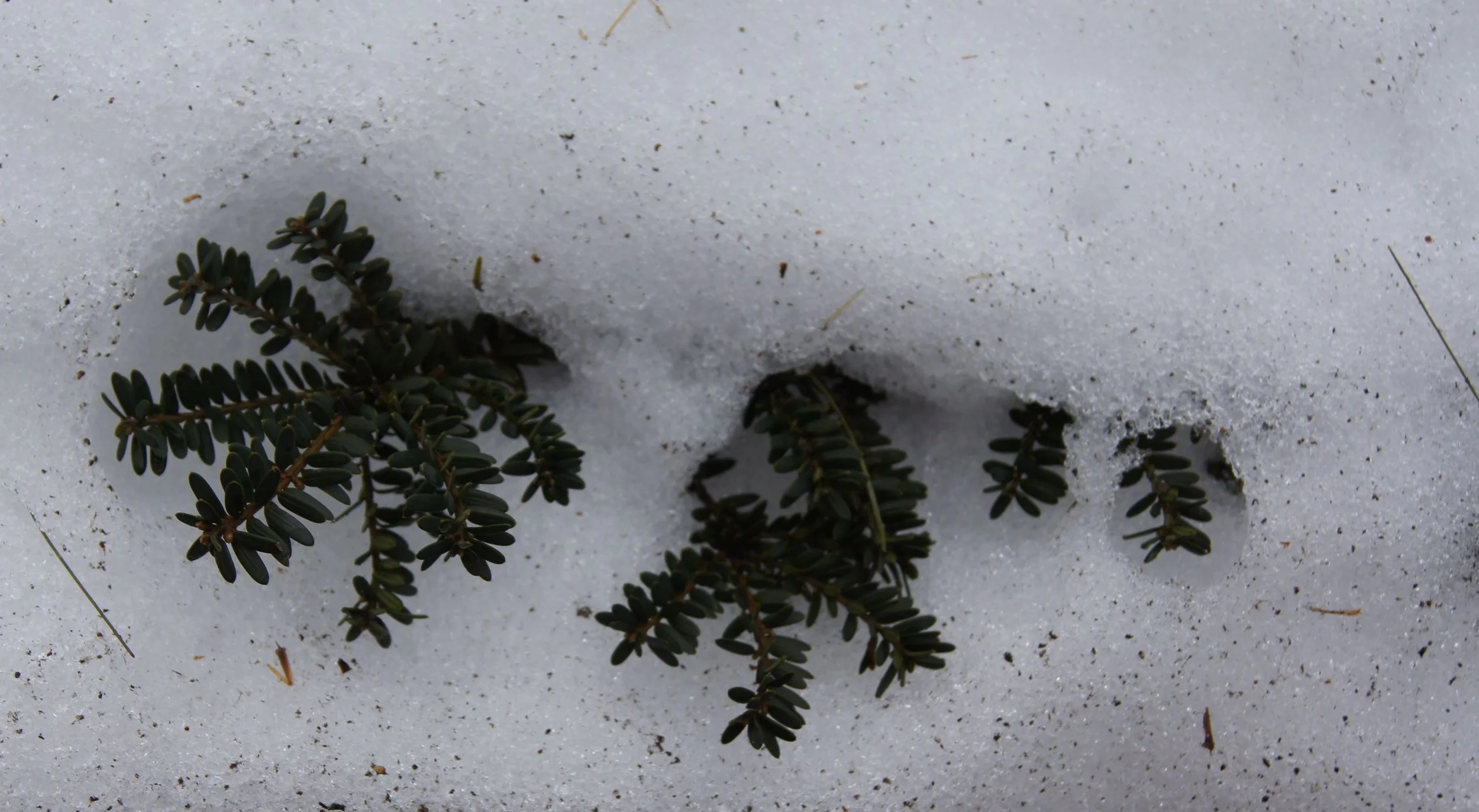 Low Volume evergreen.jpg