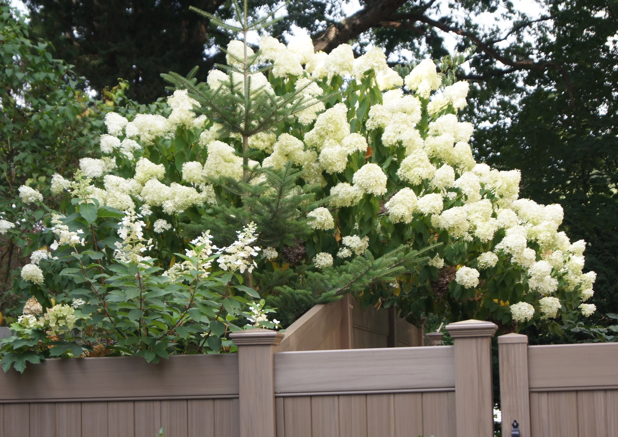 My neighbor's PeeGee Hydrangea