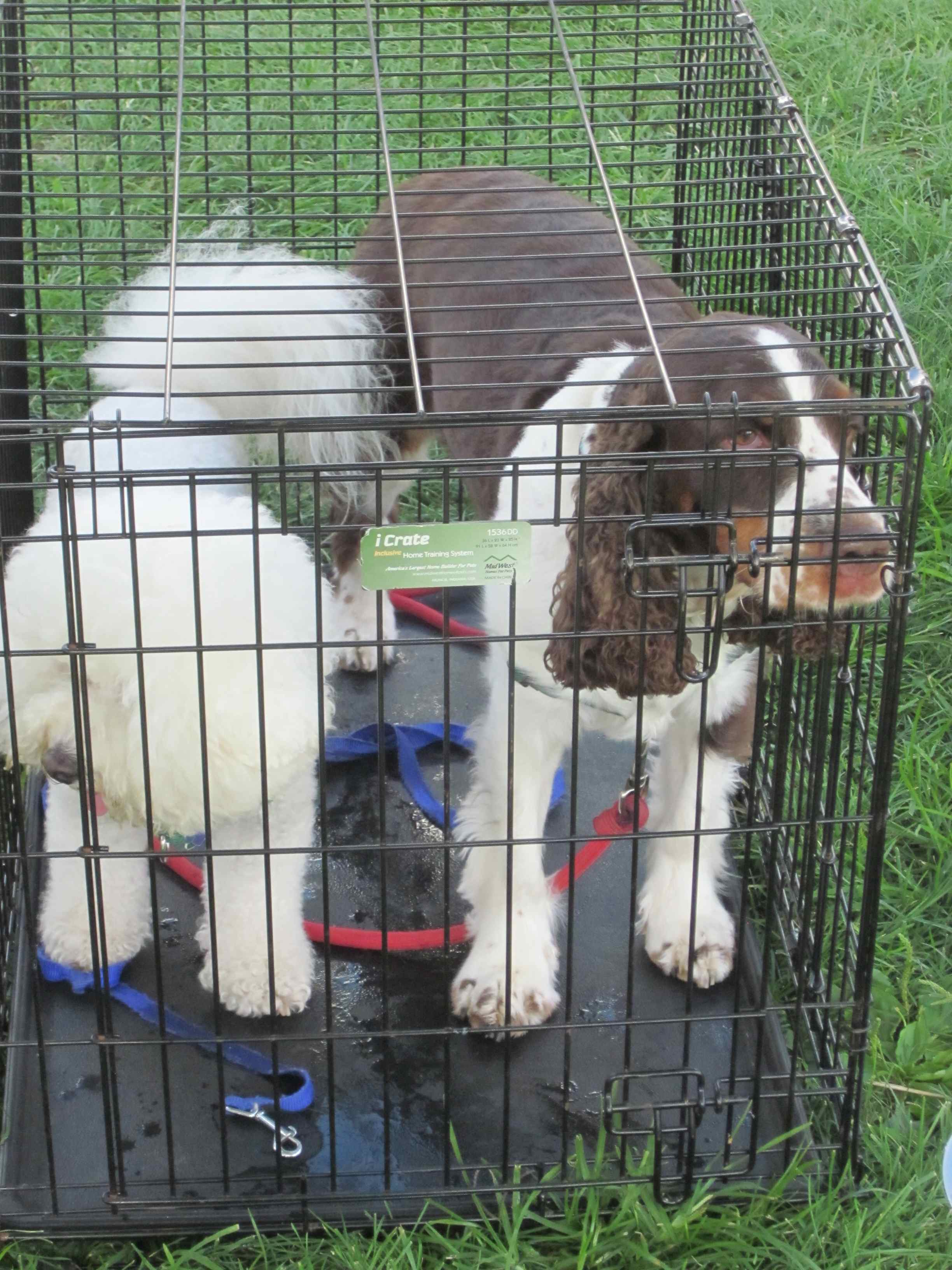 Taffy and Hagrid in the crate Walk for Animals 9-13.jpg