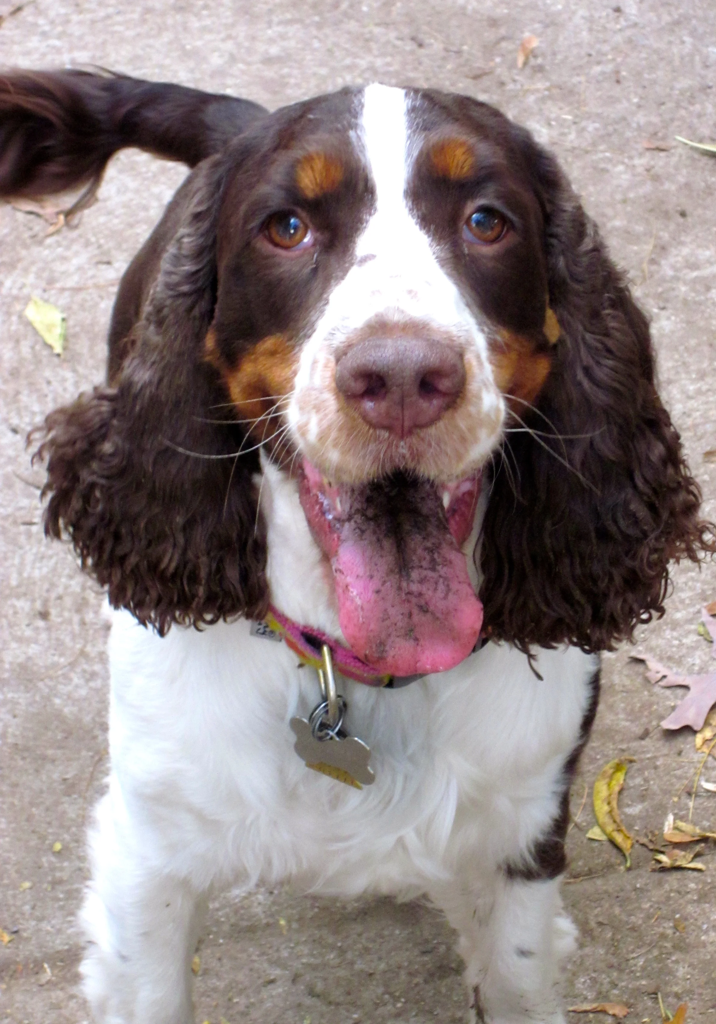 Taffy--throw the ball already  10-22-12.jpg