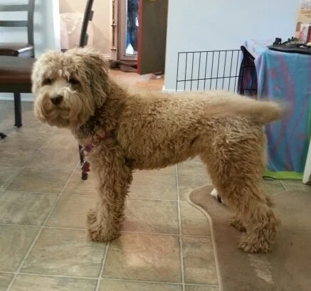 Zoe April 2015.jpg