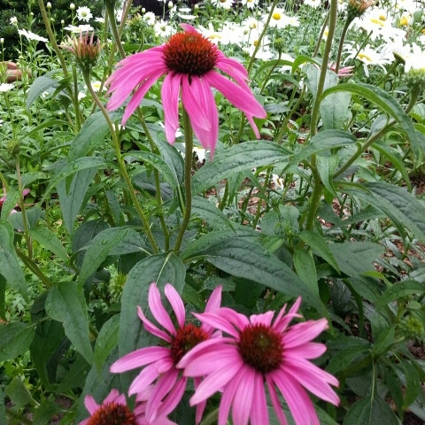 coneflower.jpg