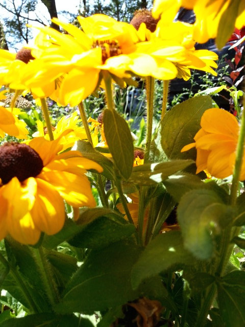 Flowers yellow daisies.jpg