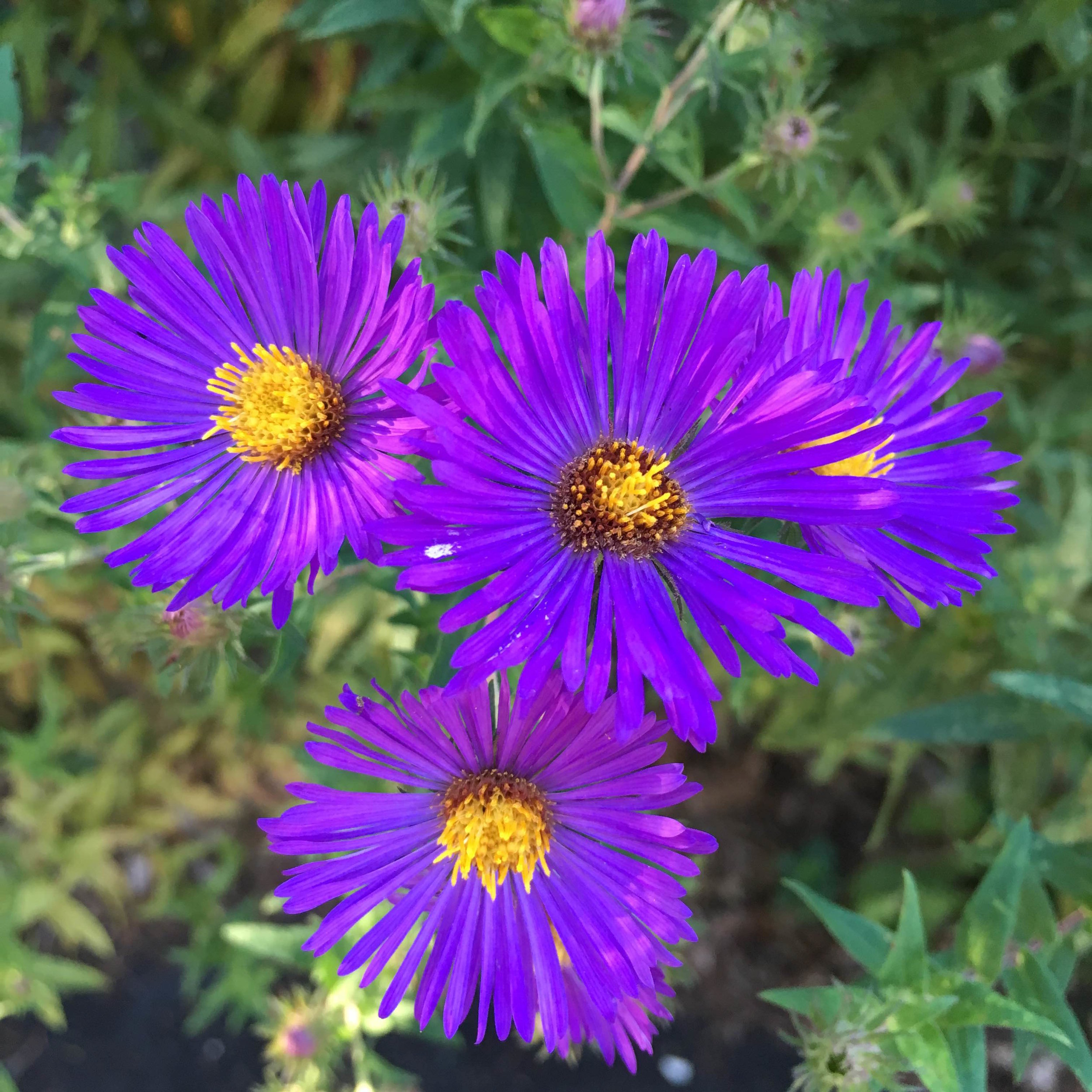 Cards Mono Print Purple mums.jpg