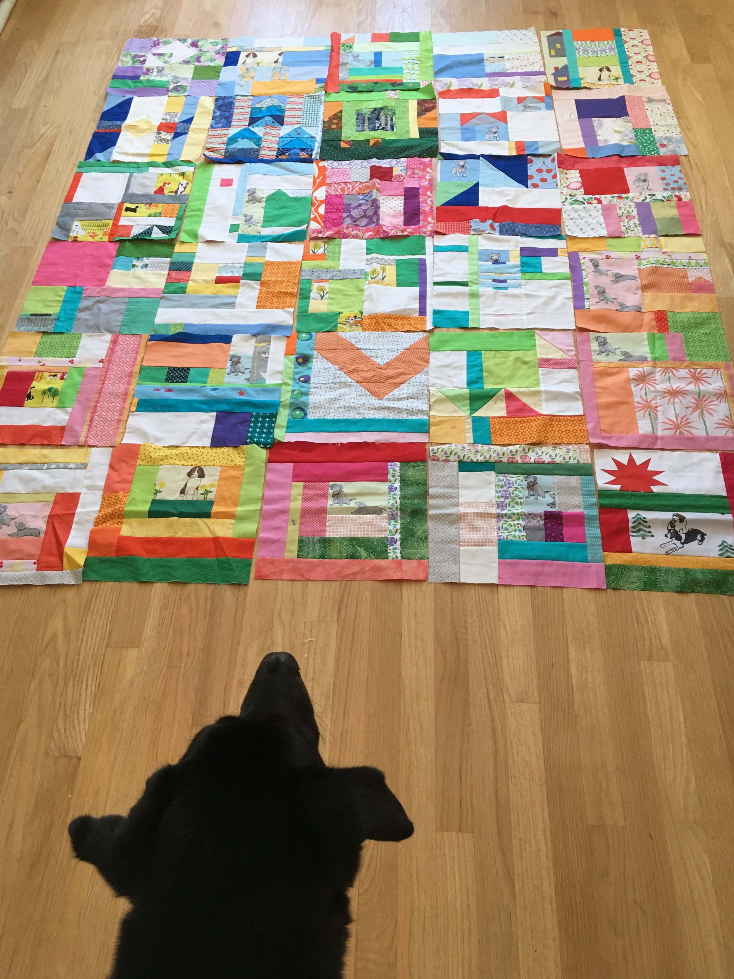 the 30 blocks of my Improv Scrappy Block Project 2017, with Hazel looking on