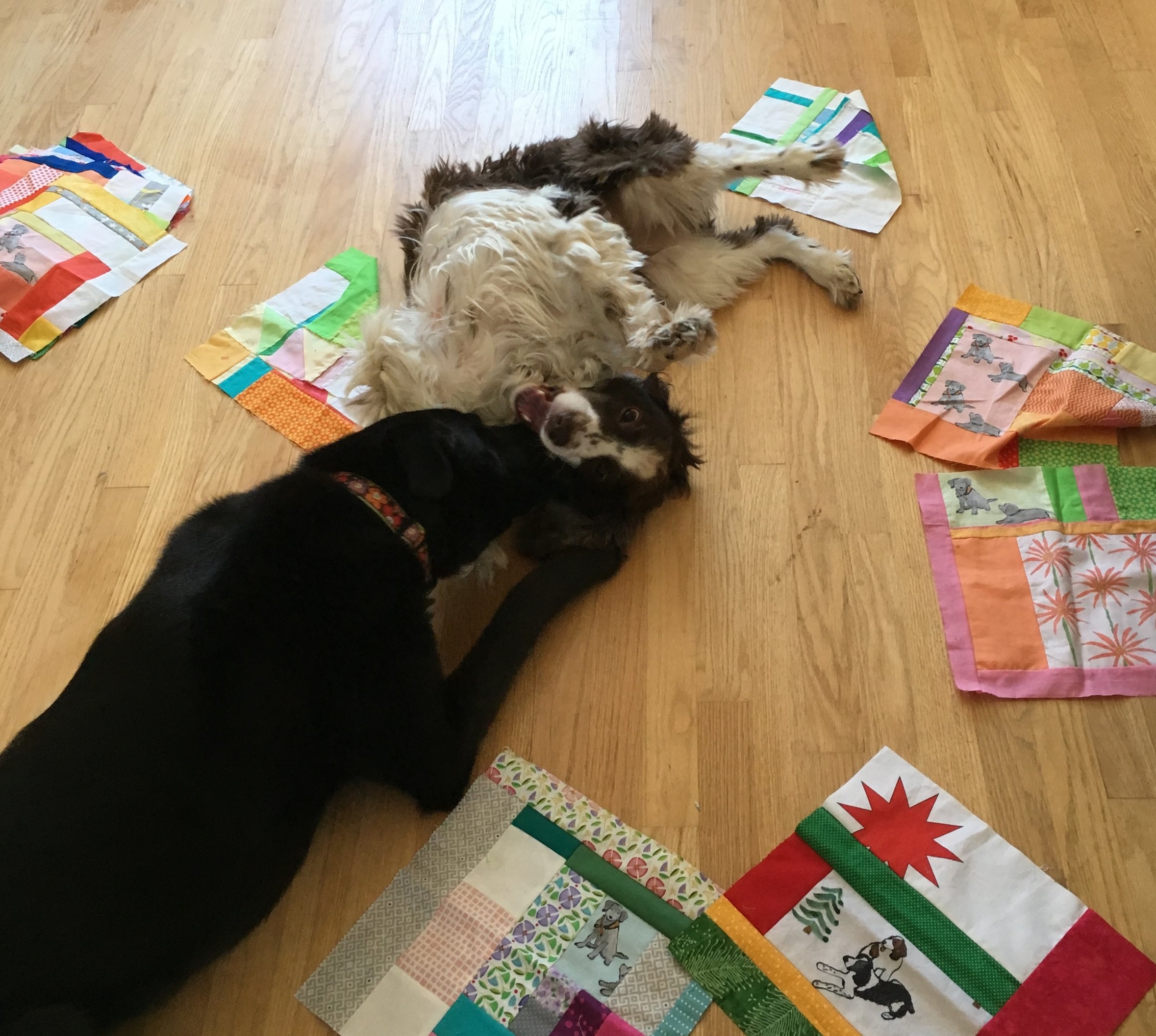 Dog Party! Hazel and Tipper playing among the blocks
