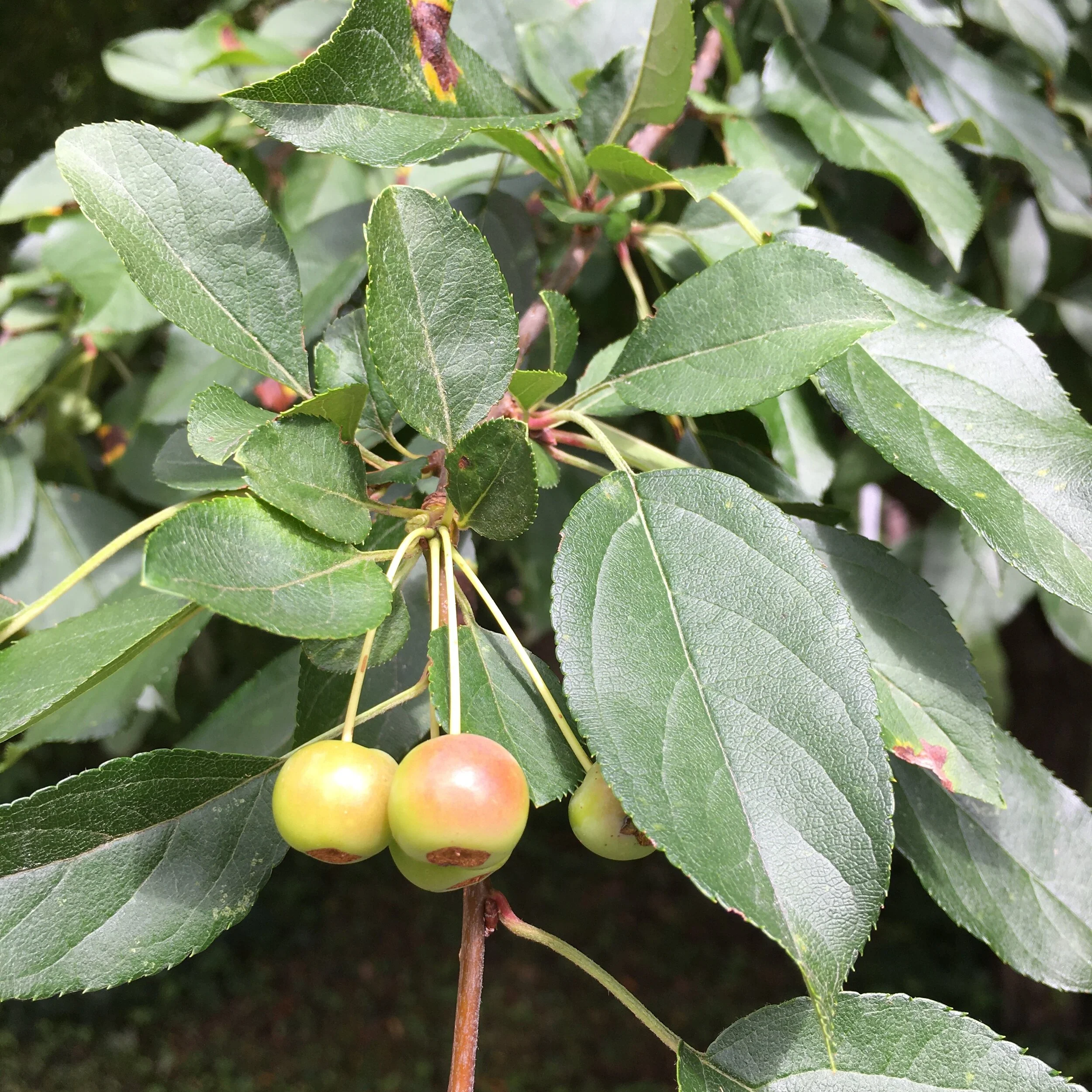 Apple Leaves