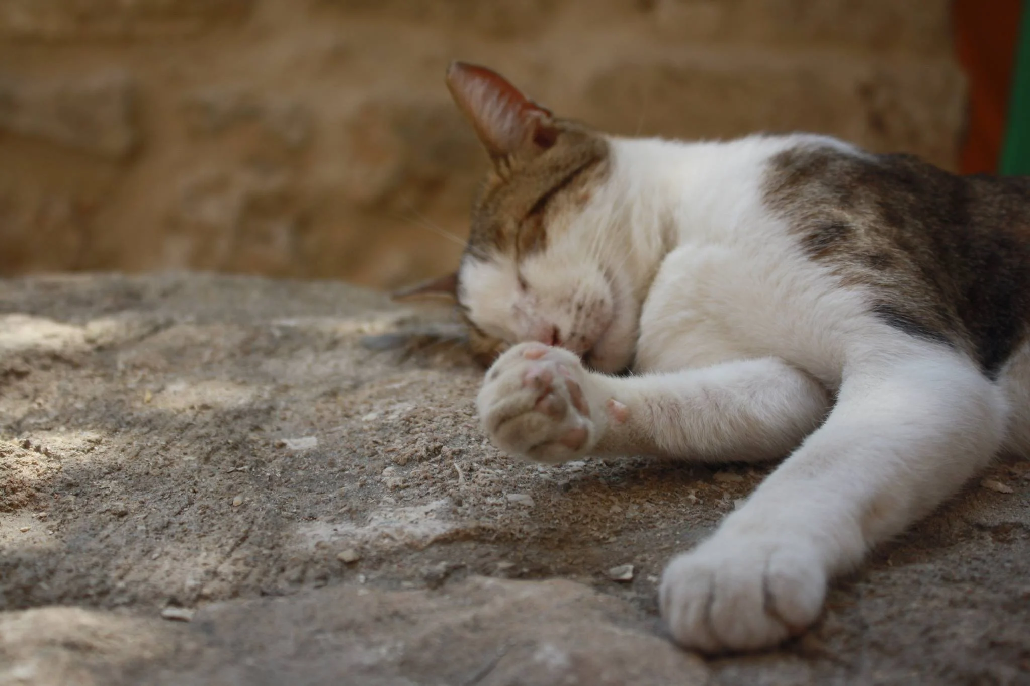 cat of gold
