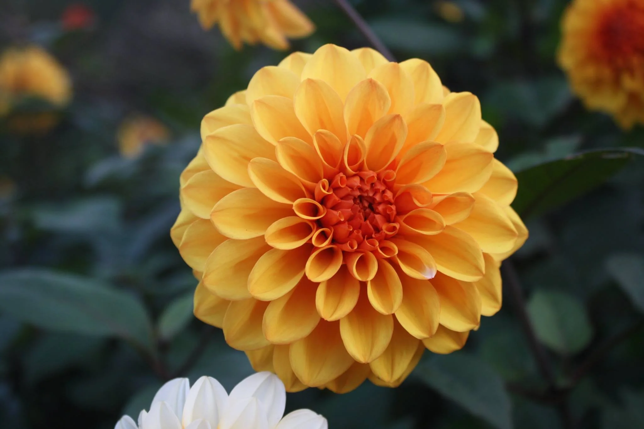 in bloom