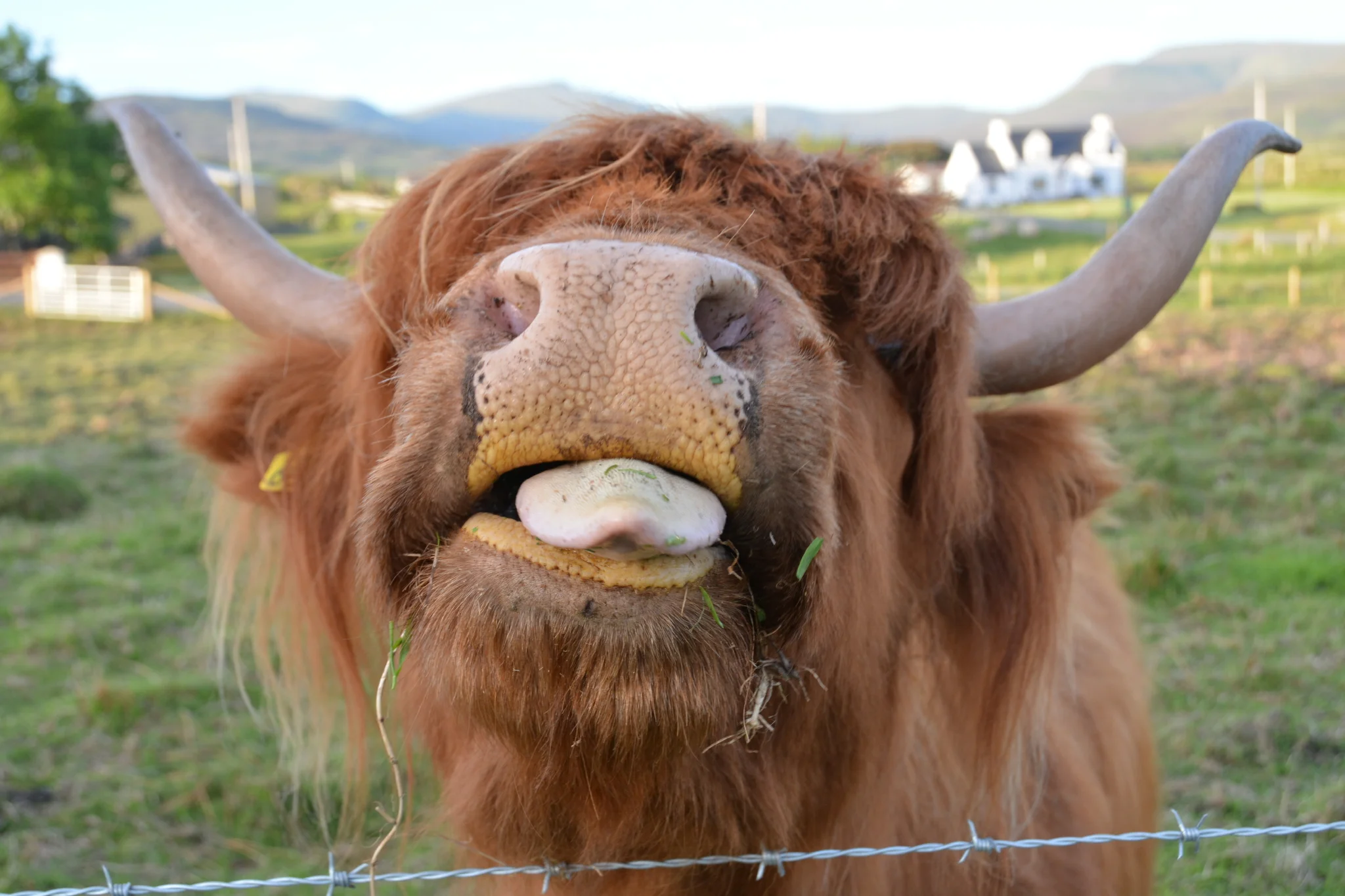 heilan coo