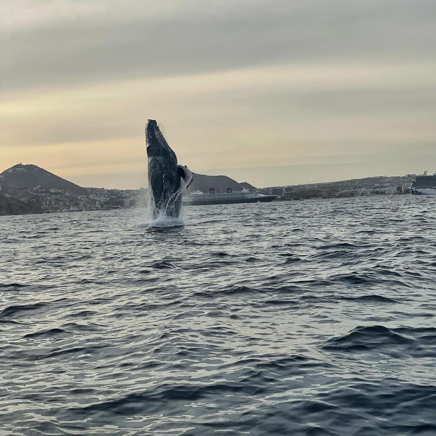 Humpback whale. I cried. &hearts;️